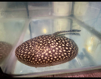 SOLD RARE FEMALE P14 GALAXY STINGRAY FOR SALE Potamotrygon leopoldi / Polka Dot Stingray