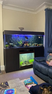 Large oddballs and cichlids collection rare