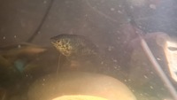 Fancy gourami, free to good home, Durham.