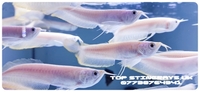 Albino Silver Arowana