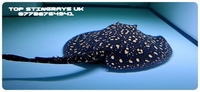 Hybrid Freshwater Stingray Female 17 inch