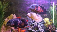 3x Cichlids Oscars. £60 for all 3