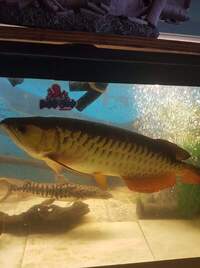 Malaysian highback golden arowana