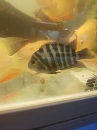 Convict cichlid