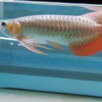 Various Arowana monster fish 