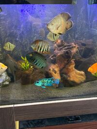 SELLING PRED FISH COLLECTION AND CUSTOM TANK HIGH GLOSS