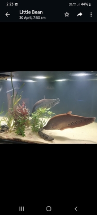 FLORIDA GAR and Pair of huge knife fish