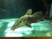 GIRAFFE CATFISH 20 INCH