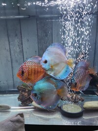 Four Asian strain discus