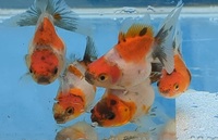 Oranda fancy goldfish