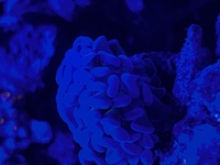 Marine corals and fish for sale