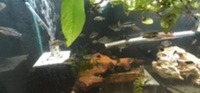 BN COMMON PLECO AND KRIBENSIS FOR SALE