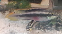 BN COMMON PLECO AND KRIBENSIS FOR SALE