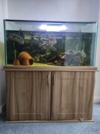 Large 4x2x2 Aquarium