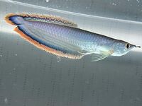 Black Arowana