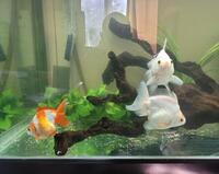 4 Ryukins 1 Ranchu