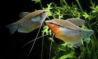 pearl gouramis