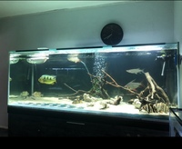 330 gallon 7x30”x30” tank