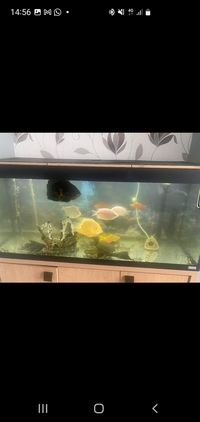 Tropical fish and full tank set up