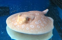 Albino Pearl Freshwater Stingray