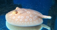 Albino Pearl Freshwater Stingray