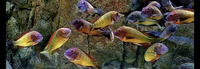 Tropheus Illanghi F1 breeding group cichlids