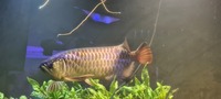 19/20 inches 24k XB Malaysian Golden Arowana - Chipped, no Cert.