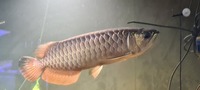 19/20 inches 24k XB Malaysian Golden Arowana - Chipped, no Cert.