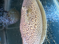 Mini Marble Motoro Stingray pups for sale £250