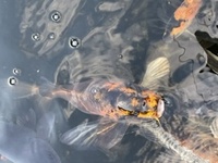 Koi and goldfish