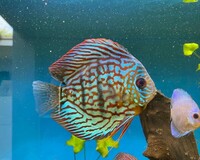 1 x Brilliant Turq Stendker Discus £10