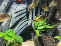 Large Fish Tank 6ft x 2ft full Tanganyika / Tropheus setup