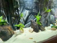 Large Fish Tank 6ft x 2ft full Tanganyika / Tropheus setup