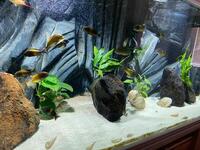 Large Fish Tank 6ft x 2ft full Tanganyika / Tropheus setup