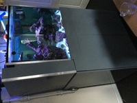 Reef aquarium 100 gallon marine aquarium plus 20 gallon sump