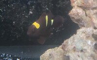 Maroon Clownfish Pair For Sale