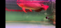 PLANET AROWANA CHRISTMAS SALE