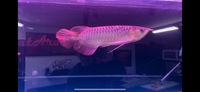 PLANET AROWANA CHRISTMAS SALE