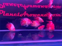 RARE KOHAKU PARROT FISH HYBRIDS