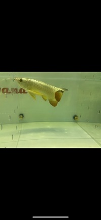 Malaysian Golden Head 24 Karat & Blue Base Crossback Arowana