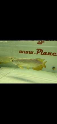 Malaysian Golden Head 24 Karat & Blue Base Crossback Arowana