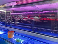 Large Stocks Of Silver Arowana & Albino Silver Arowana