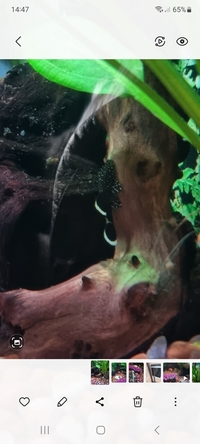 L 183 starlight pleco for sale