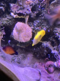 Yelllow and purple tang + RTBA’s for sale