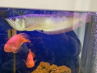 Silver with a hint of red 15inch AROWANA and 2x Orange PARROT FISH 6inchs