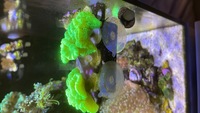 Coral frags