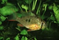 8 x Mikrogeophagus altispinosus (Bolivian ram)