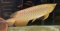 Golden Crossback Asian Arowana