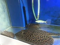 2x stingrays for sale Hystrix male, mini marble and dorado