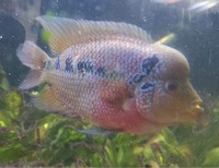 Large Pearl Flowerhorn 7-8”